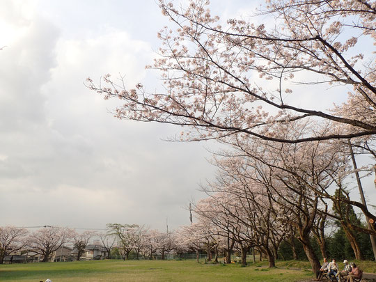 白山神社　桜　2021