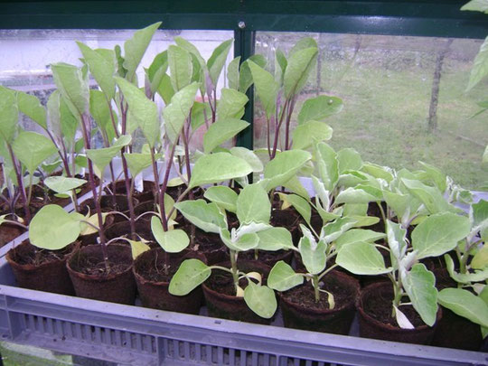 Plants d'aubergines en mars