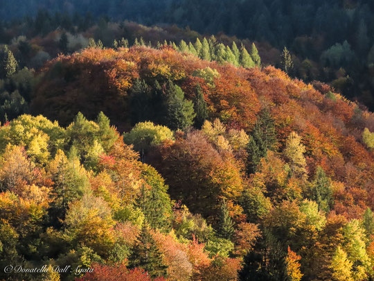 I colori dell'autunno salendo verso Andalo.