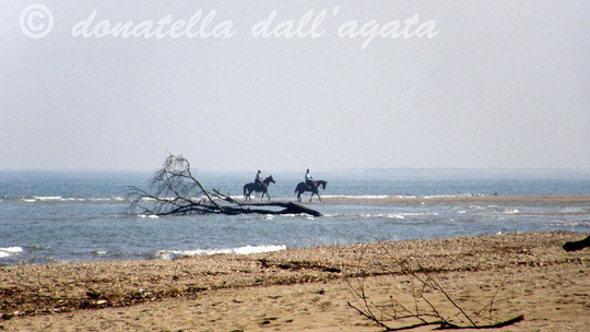 Relitti arborei spiaggiati e cavalli sulle rive di Fosso Ghiaia