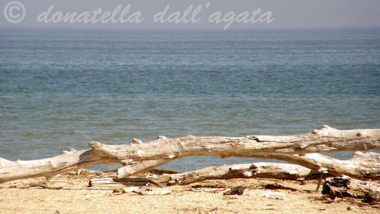 Relitti arborei spiaggiati sulla battigia di Fosso Ghiaia