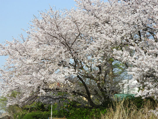 散策路の桜風景