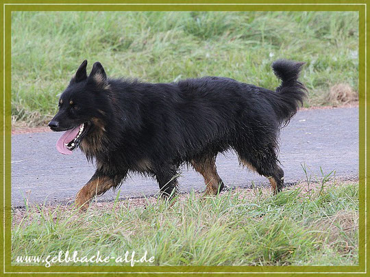 Gelbbacke Arkon