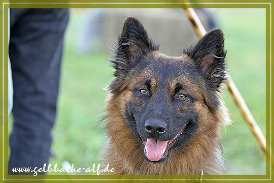 Harzer Fuchs Bolle