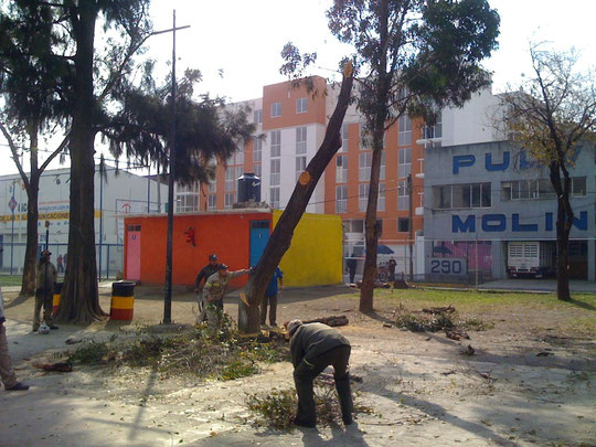 SE TUVIERON QUE TALAR ARBOLES PARA PODER CONSTRUIR LA CANCHA DE BASQUETBOL