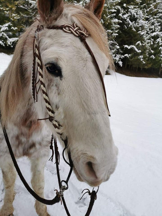 Trense mit keltischen Stirnknoten