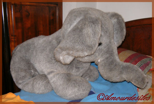 Mon énorme Eléphant, toujours à côté de moi au lit !