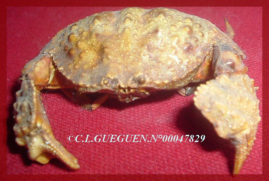 CRABE OUVRE BOITE CALAPA CALAPA : particularité du crabe, se confondre avec un caillou, ce crabe n'est pas aggressif et se nourrit la nuit de coquillages...