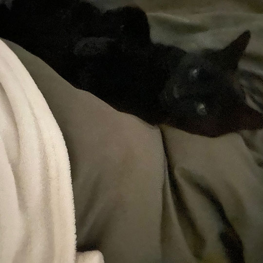 12 von 12 März 2022, Der Frühling kommt bald, Guten Morgen mit Katze
