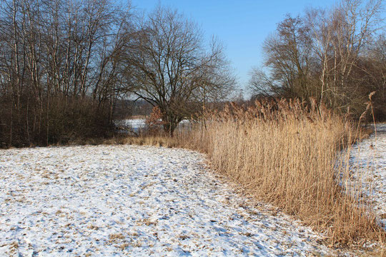 Aufnahme 01.02.2012 (Ostseite / Zulauf über Wiese)