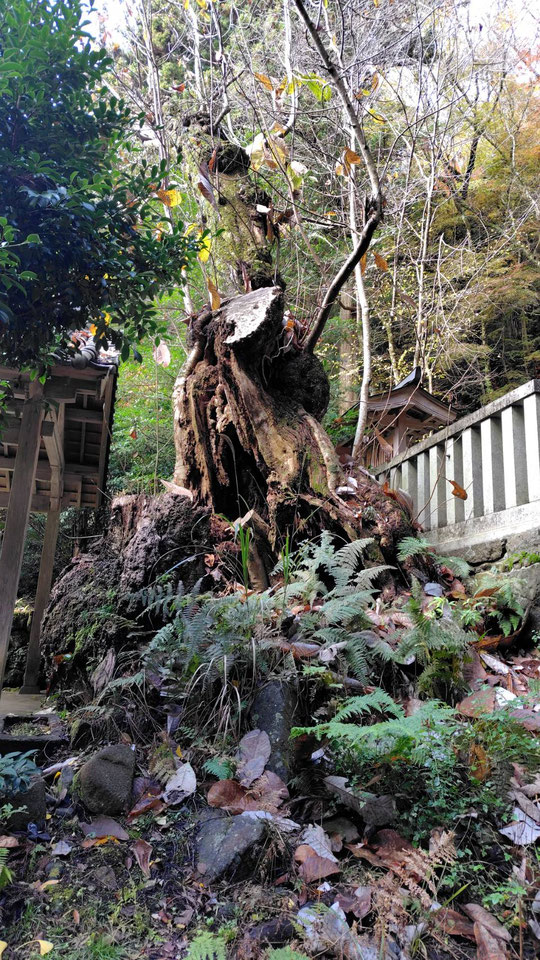 奈良市：癒しを求めて「巨樹めぐり」 - グリーンあすなら巨樹巨木の会