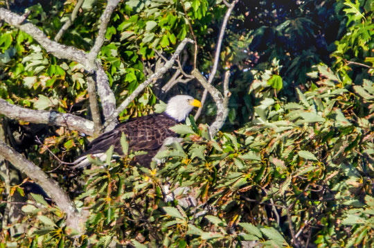 Bald Eagle, Edith Read Sanctuary 