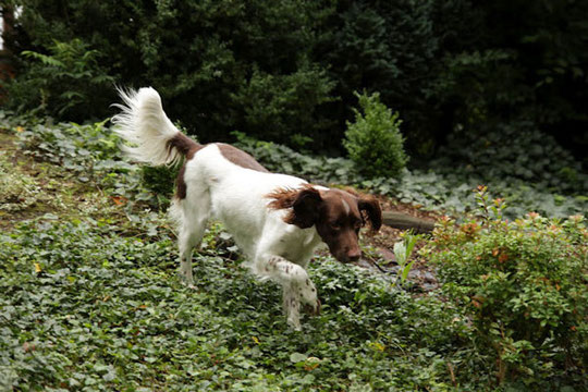 Elia vom Wildforst gen. Mira 09/2005 - 06/2012