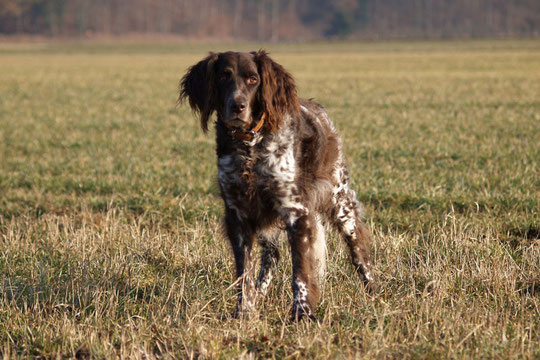 Sisco 06/1999 - 10/2011