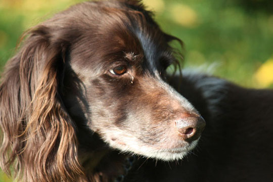 Ursel vom Banzgau gen. Ulanka 04/1995 - 10/2010
