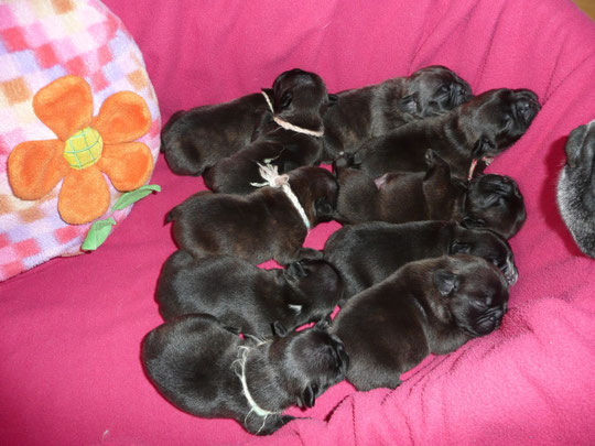 les bébés ont 6 jours