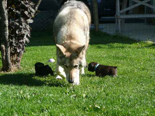 attention au loup :-)