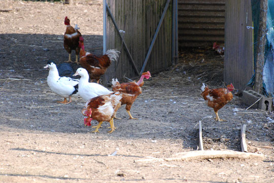 Ferme de Calebrousse