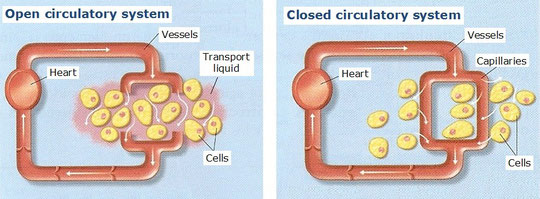 2.3. Circulacion - Bilingual Natural Science. I.E.S. Elcano (Sanlúcar Bda.)