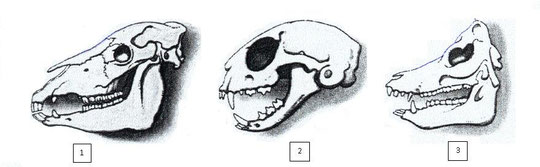 2. Mamiferos - Bilingual Natural Science. I.E.S. Elcano (Sanlúcar Bda.)