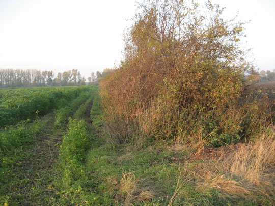 Heckenstreifen am Bruchgraben (Foto: 31.10.2010 - Kauer - )