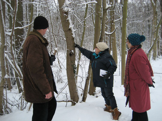 Bäume im Winter bestimmen - mitunter keine einfache Angelegenheit   (Foto: Kauer)