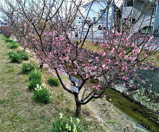 咲き出した紅梅の花・・。(2/21)