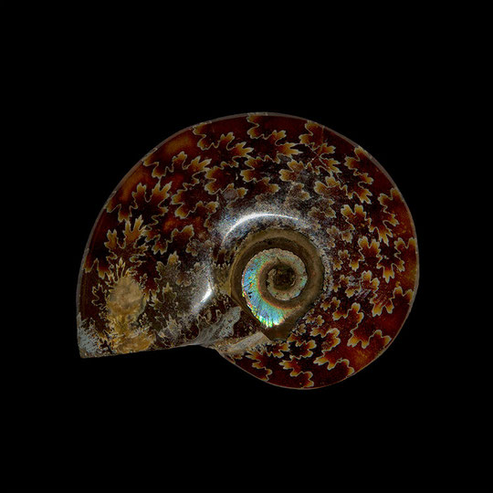 originale Größe: 4,5 zu 3,5 cm