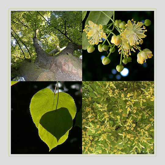 aus: 'Bäume'