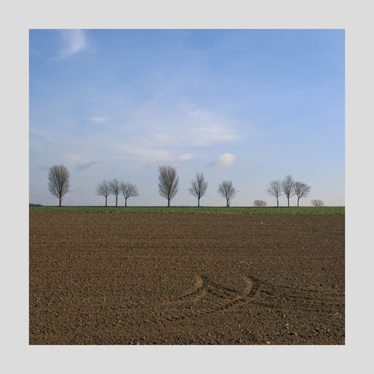 aus: "Bäume"