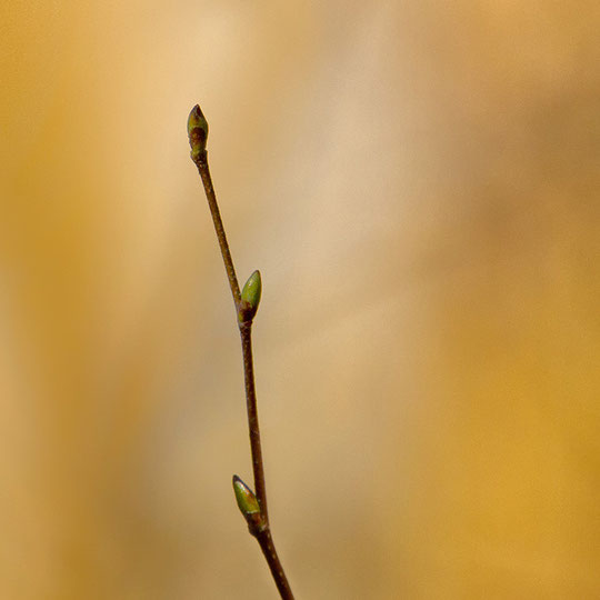 aus: 'Novemberleuchten'