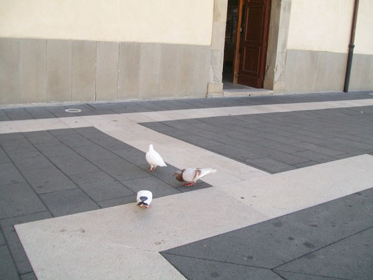 Colombini sul piazzale del Santuario