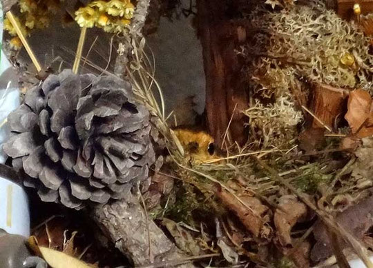 Brütendes Rotkehlchen