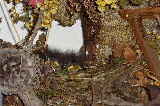 Rotkehlchen-Babys, ca. 1 Woche alt