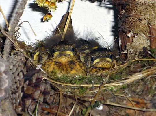 Vier (?) kleine Piepmätze