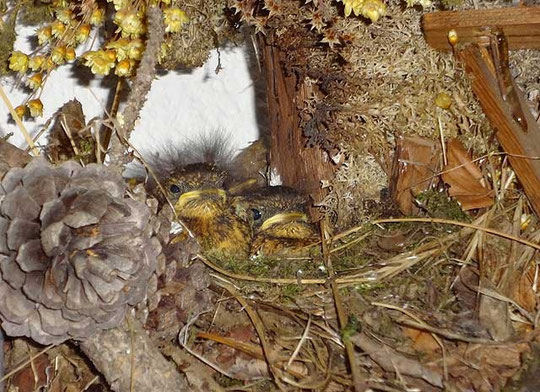 Rotkehlchen-Babys ca. 10 Tage alt