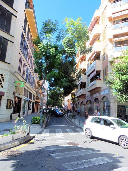Ansicht der Strasse vor dem Haus mit Alleebäumen versehen.