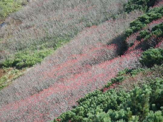 タカネナナカマドの実の赤とハイマツの緑のコントラストが素晴らしい。