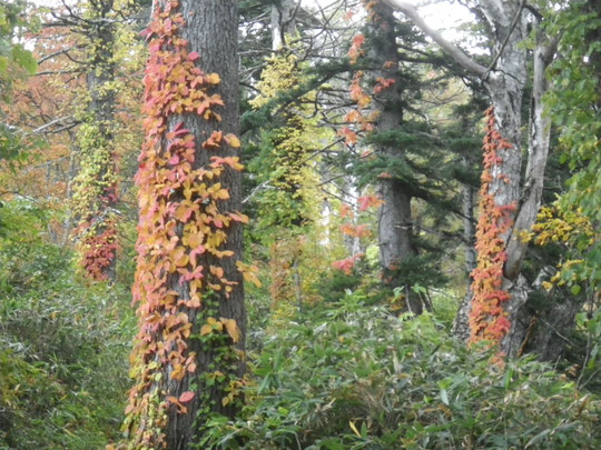 ツタウルシの紅葉　次に冷え込めばたぶん真っ赤になるのだろう。