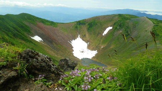 羊蹄山最高標高地点からお鉢　手前の花はイワブクロ