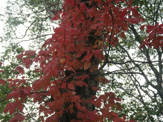 別のツタウルシの紅葉　