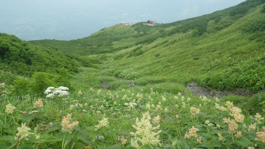 ９合目上の花畑と羊蹄山避難小屋