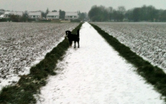 Frauchen schau - es hat geschneit ;-)