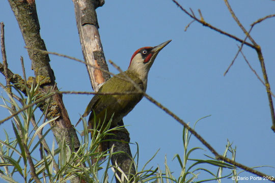 Picchio verde, maschio