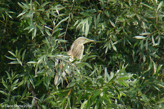 Sgarza ciuffetto