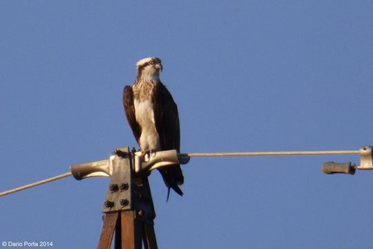 Falco pescatore