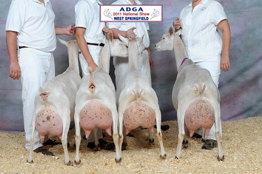 Third place Saanen dairy herd, 2011 ADGA national show