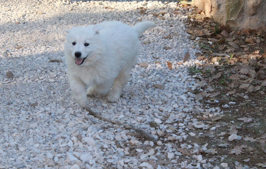 The White Wolves Elevage Berger Blanc Suisse Chiots à Vendre