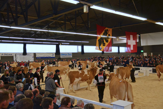 Reinzucht-Eliteschau 2012