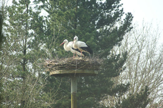 Das Storchenpaar verlor auf Nest 16 und Wechselte am 04.04.09 zum Nest 27